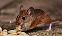24 Hour & Emergency Exterminators in Mellon Regional Lockbox Netw, CA